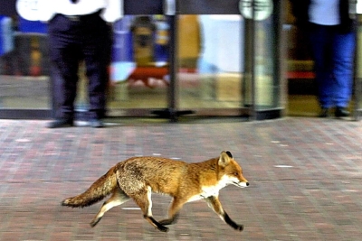 Seeing a fox